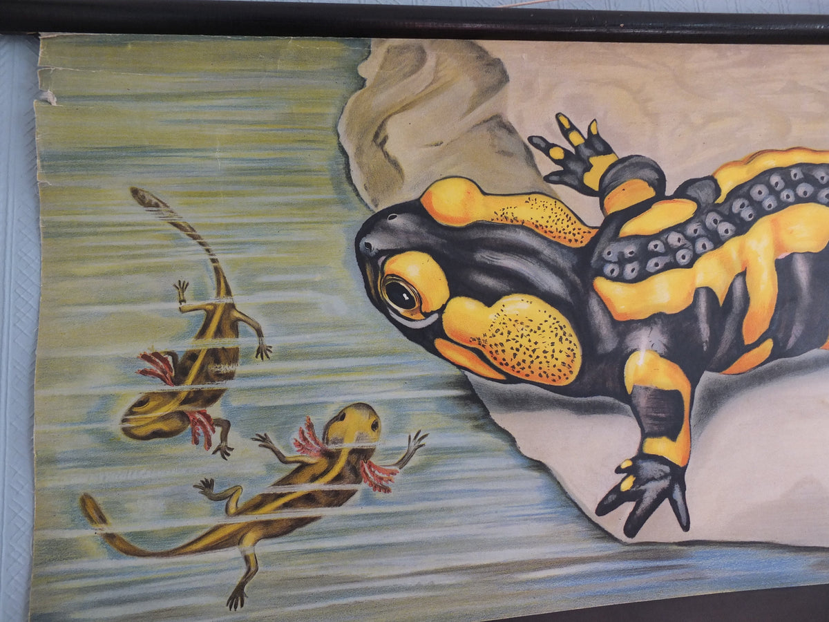 Vintage German Jung Koch Quentell anatomical wall chart Fire Salamander and Crested Newts Feuersalamander Kammolch art retro 1950s Hagemann