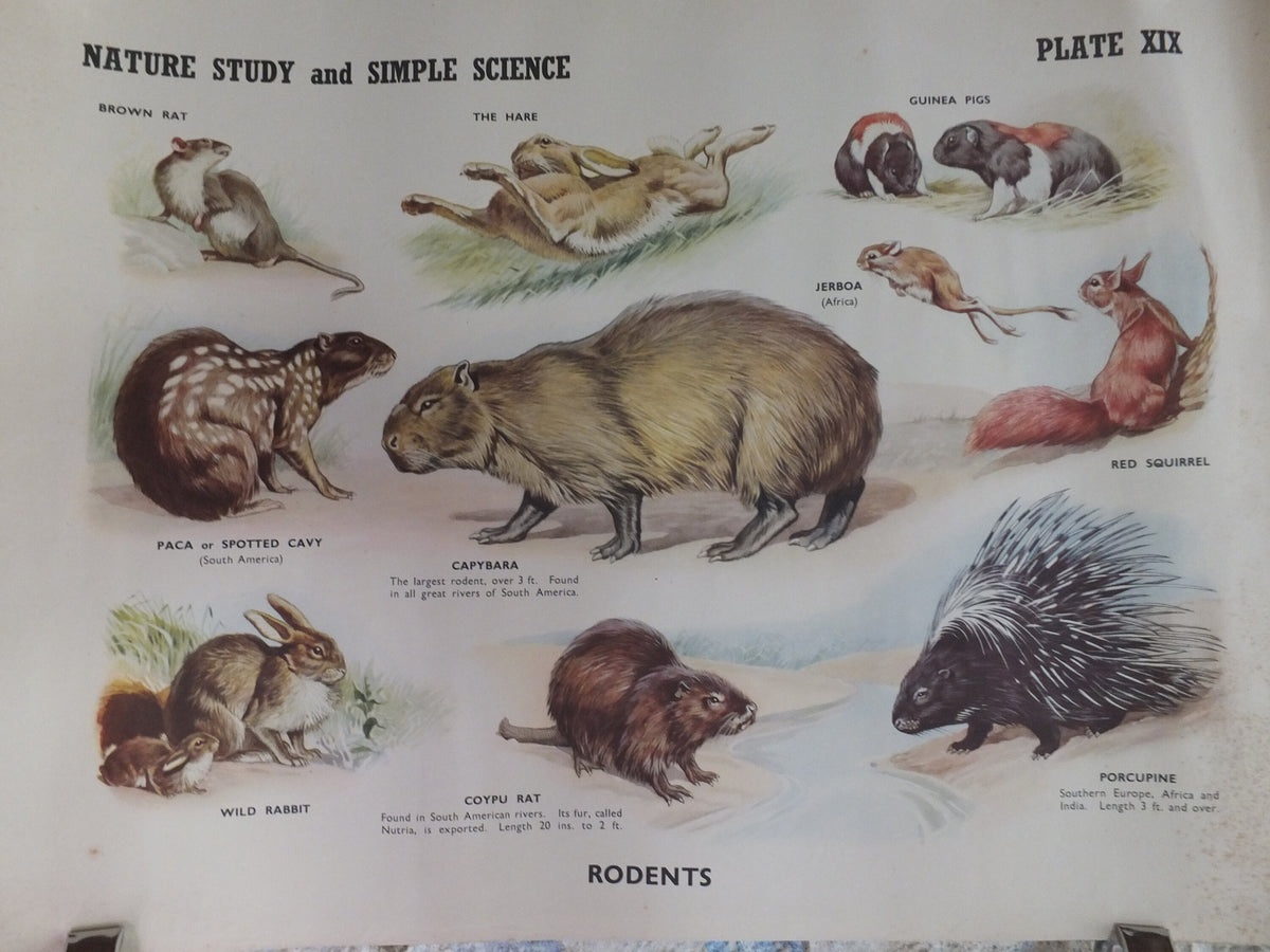 Original Vintage British Educational Poster Rodents rats mice animals flora nature porcupine rabbitprint wall art botanical 1950s