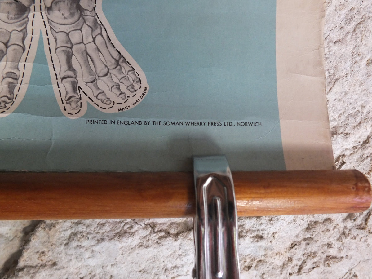 Original Vintage St Johns Ambulance Wall Chart human powder blue poster anatomical anatomy biology body medicine doctor wall art retro 1950s