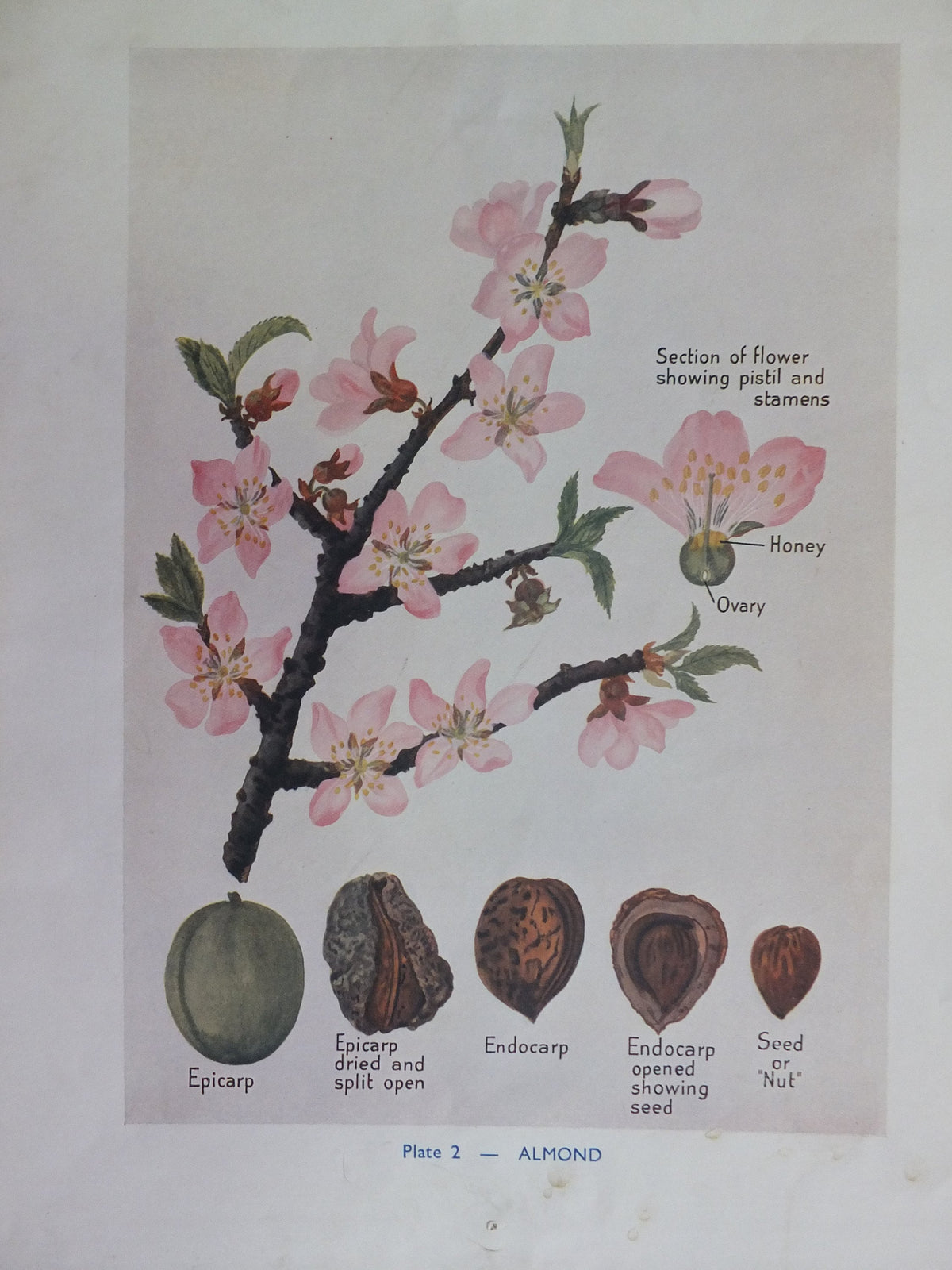 Original Vintage British Almond Educational Poster Fruits flora nature plant print wall art botanical 1940s