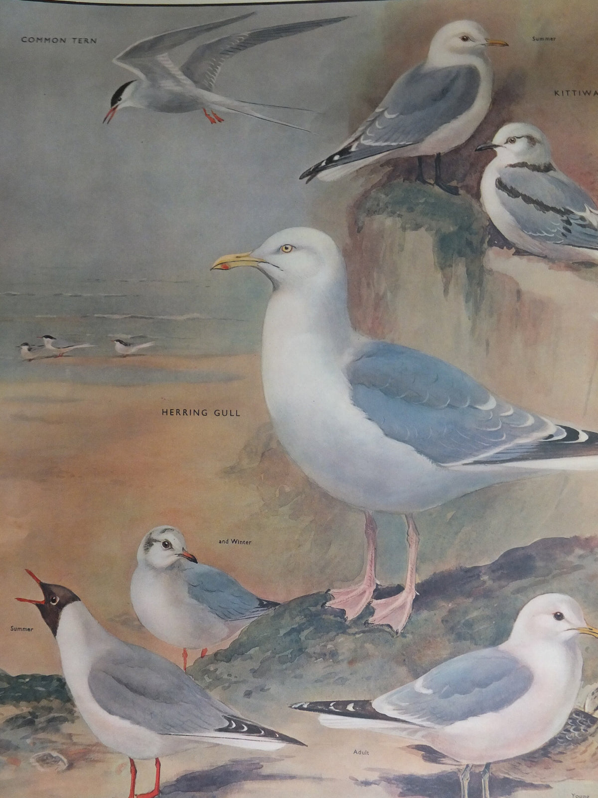 Original Vintage Macmillan Birds Nature Educational Poster tern kittewake herring sea common seagull print wall art ornithology 1950s