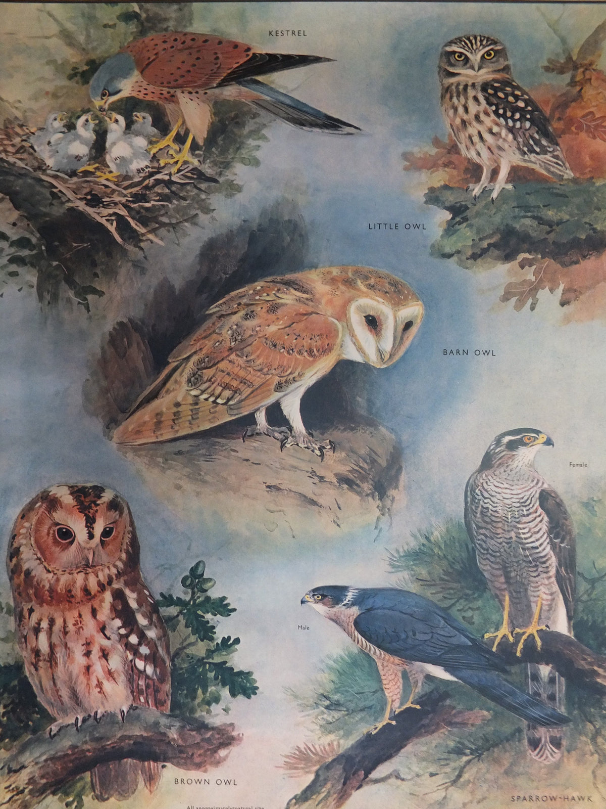 Original Vintage Macmillan Birds Nature Educational Poster Barn Owl Kestrel Little Owl Brown Sparrow Hawk print wall art ornithology 1950s