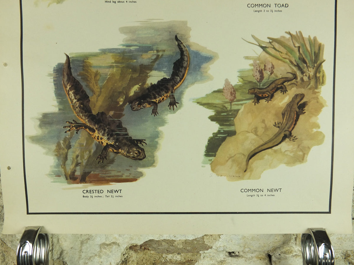 Original Vintage Macmillan Animals Nature Educational Poster Amphibious Common Frog Toad Crested Newt print wall art biology zoology 1950s