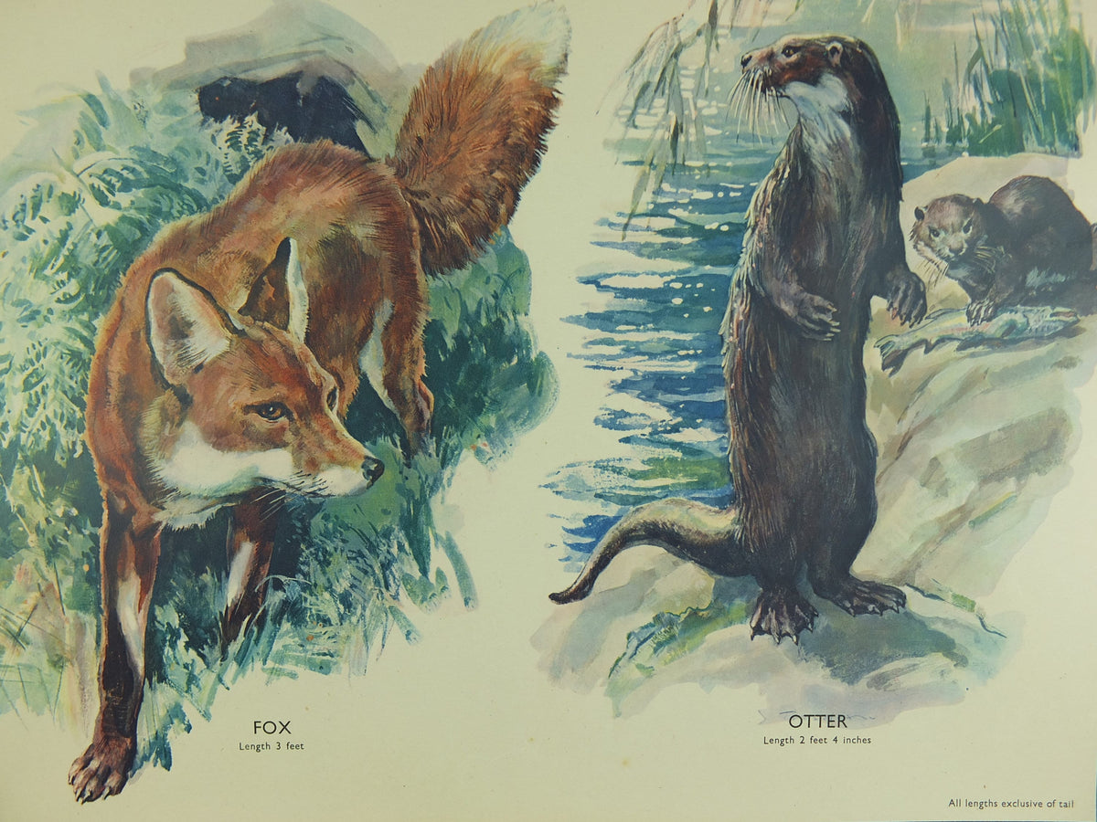 Original Vintage Macmillan Animals Nature Educational Poster Carnivores Fox Badger Stoat Otter print wall art biology zoology 1950s