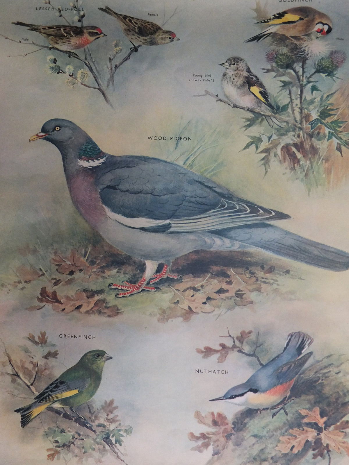 Original Vintage Macmillan Birds Nature Educational Poster Wood Pigeon Goldfinch Pull Greenfinch Nuthatch print wall art ornithology 1950s
