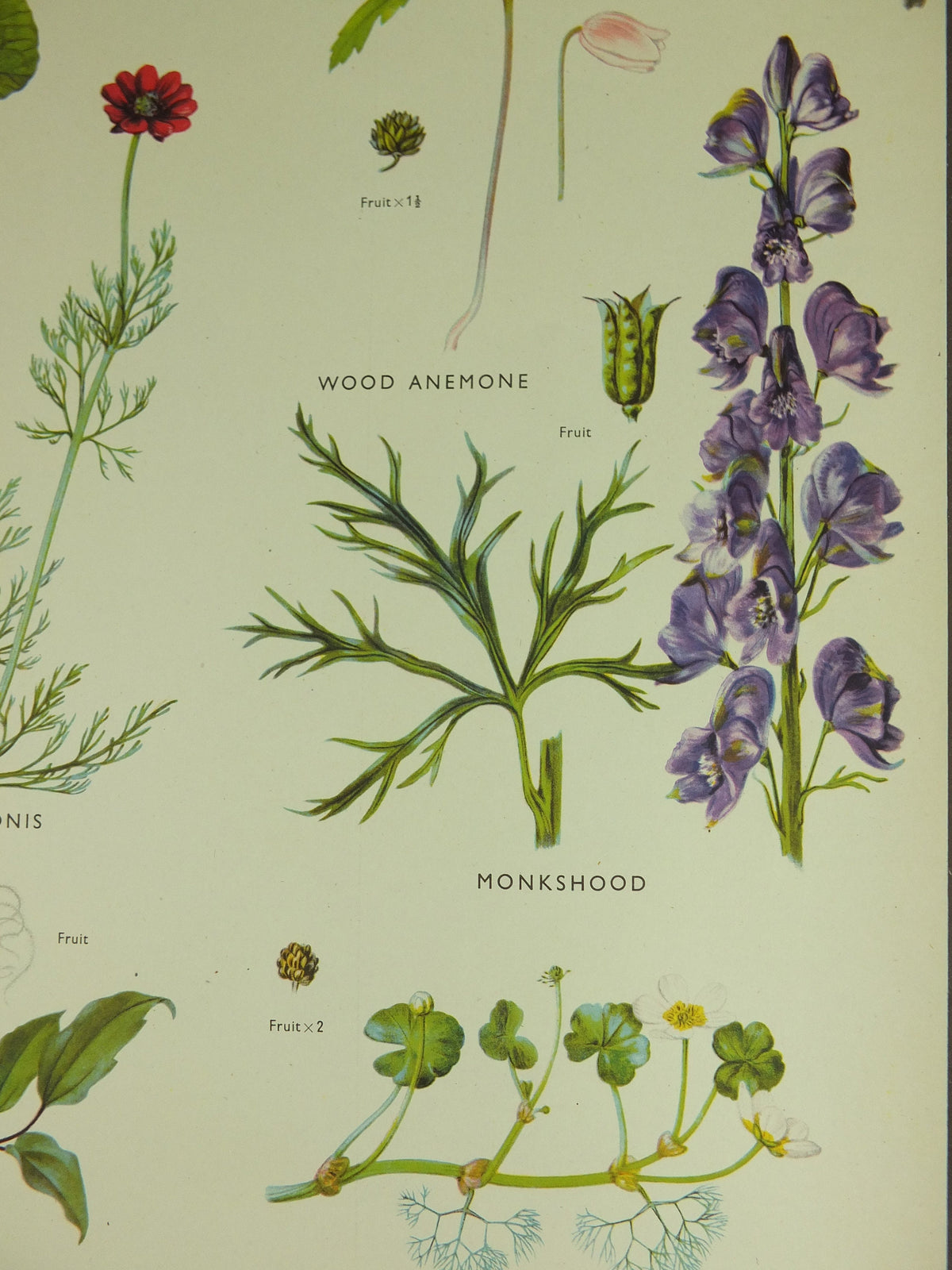 Original Vintage Macmillan Wild Flowers Buttercup Educational Poster marigold monkshood print wall art Nature biology botany botanical 1950s