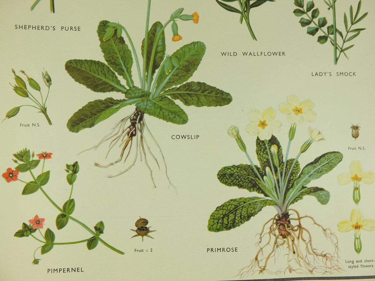 Original Vintage Macmillan Wild Flowers Wallflower Primrose Educational Poster Cowslip print wall art Nature biology botany botanical 1950s