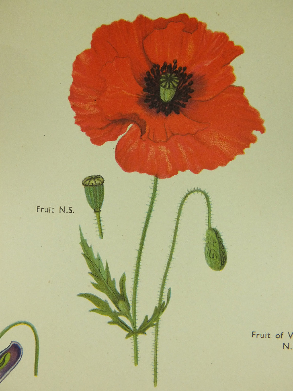 Original Vintage Macmillan Wild Flowers Educational Poster Poppy Water Lily Violet print wall art Nature biology botany botanical 1950s