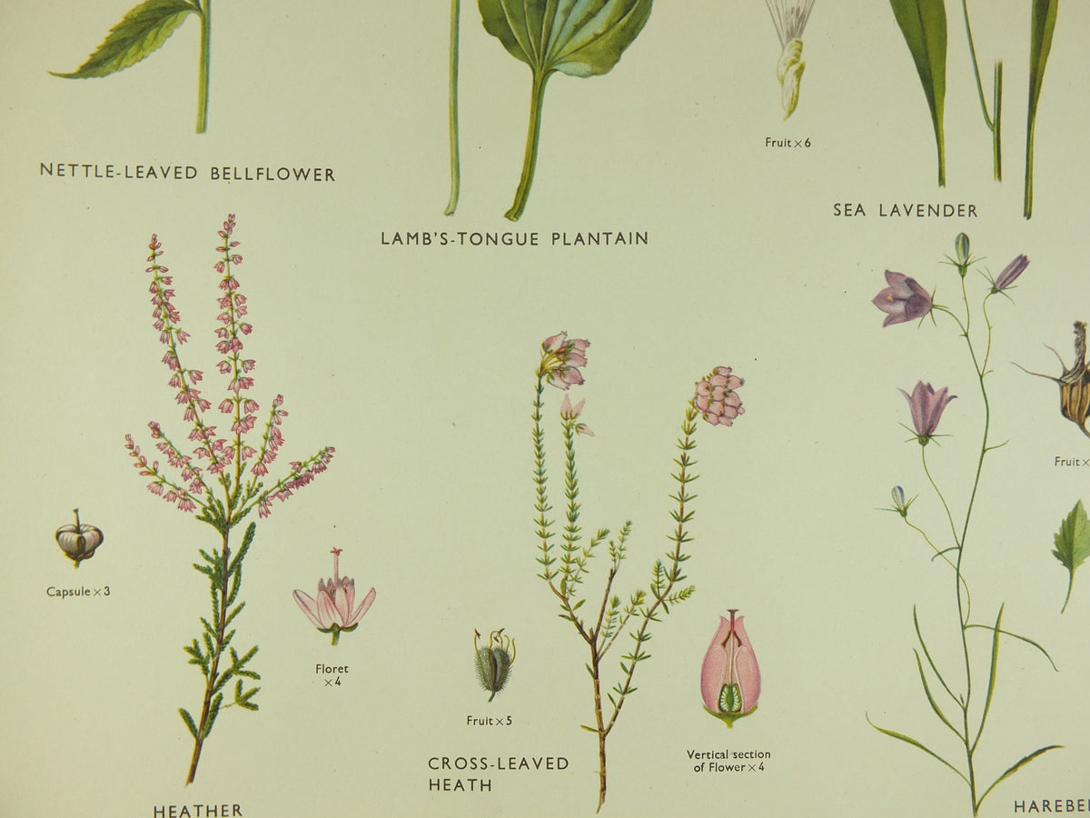 Original Vintage Macmillan Wild Flowers Educational Poster Lavender Heather bellflower print wall art Nature biology botany botanical 1950s