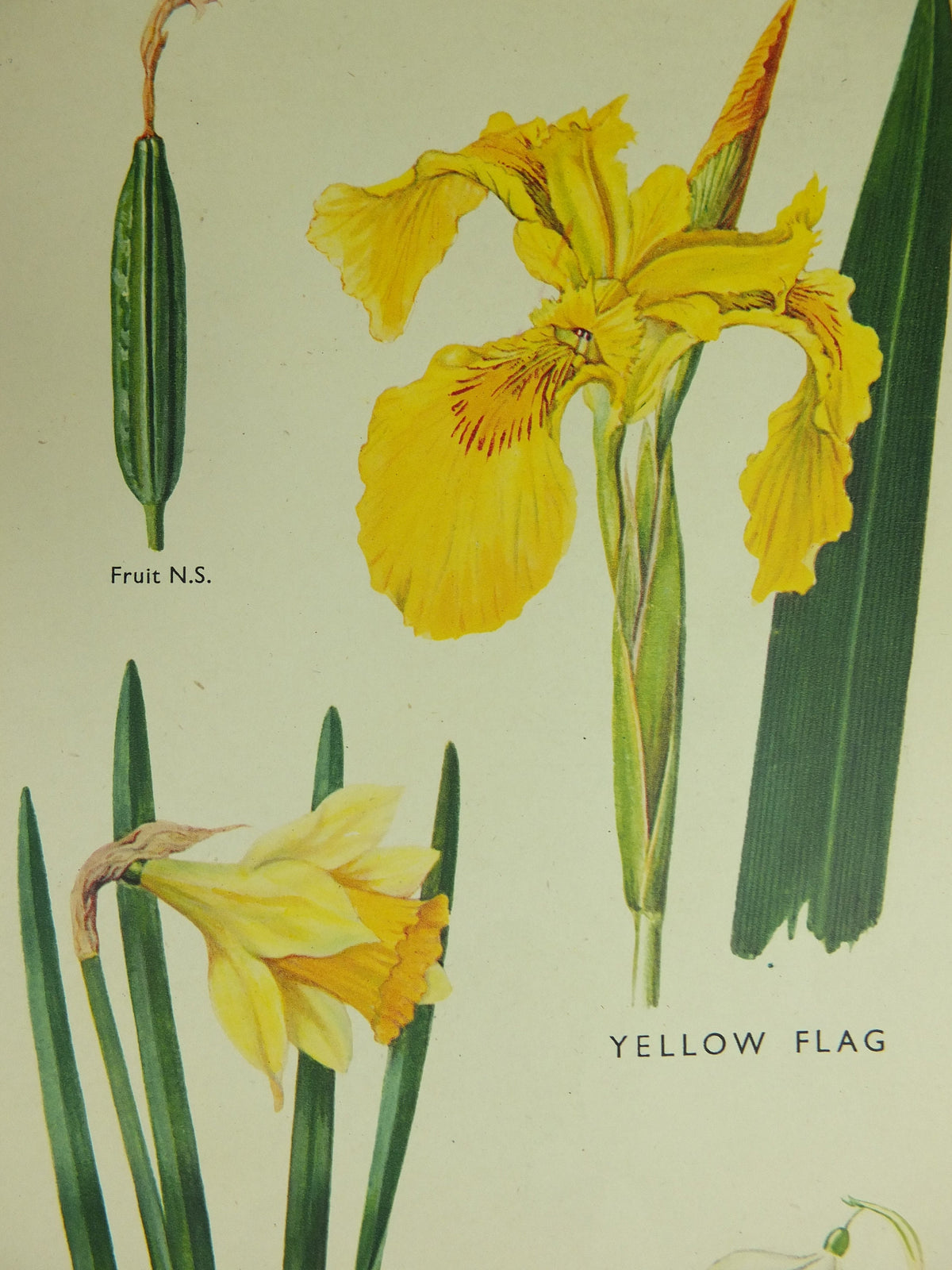 Original Vintage Macmillan Wild Flowers Educational Poster Daffodil Snowdrop Yellowflag print wall art Nature biology botany botanical 1950s