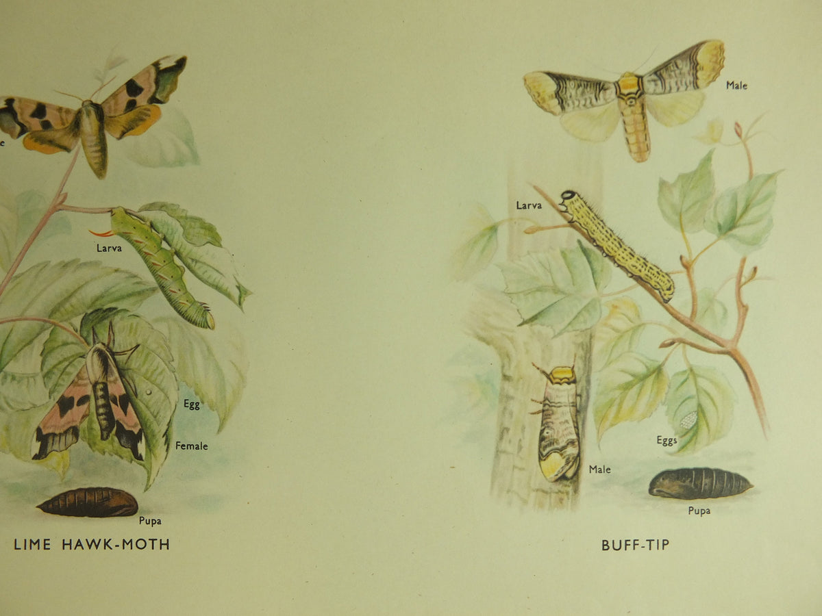 Original Vintage Macmillan Moths Nature Educational Poster Goat Lime Hawk Buff Tip Red Underwing Puss Poplar Hawk print wall art 1950s