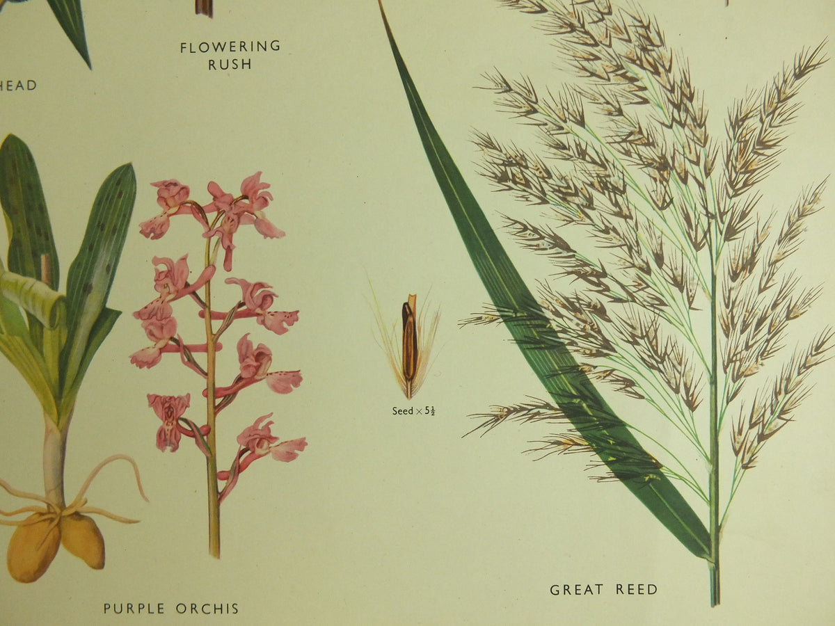 Original Vintage Macmillan Wild Flowers Educational Poster Bluebell Orchis Rush Reed print wall art Nature biology botany botanical 1950s