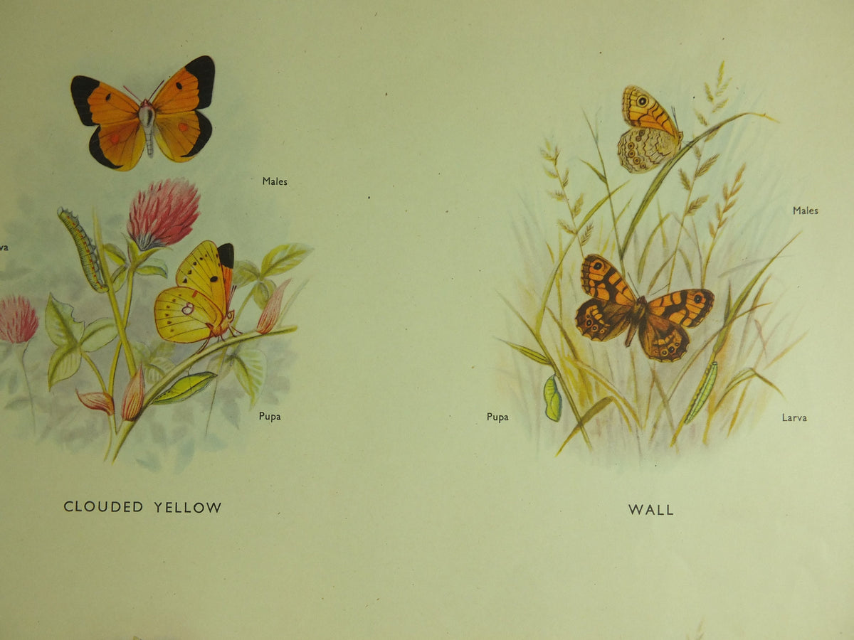 Original Vintage Macmillan Butterflies Nature Educational Poster Orange Tip Clouded Yellow Wall Brimestone print wall art ornithology 1950s
