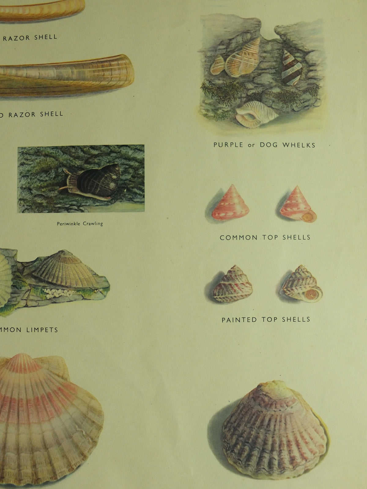 Original Vintage Macmillan Molluscs Nature Educational Poster Whelk Cockle Mussel Clam Limpet Oyster Razor print wall art Malacology 1950s
