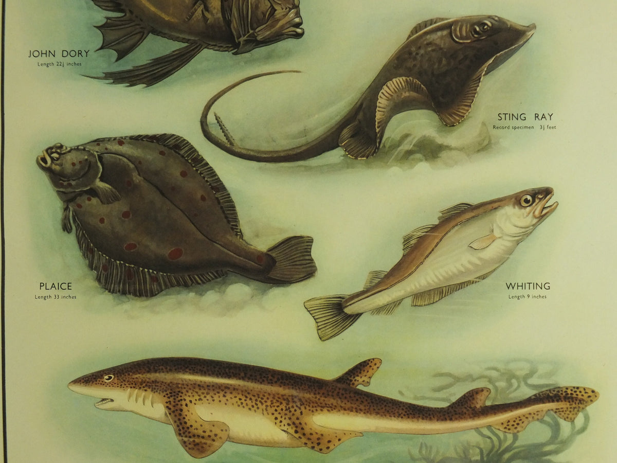 Original Vintage Macmillan Sea Fish Nature Educational Poster Cod John Dory Stingray Plaice Whiting Dogfish Ichthyology print wall art 1950s