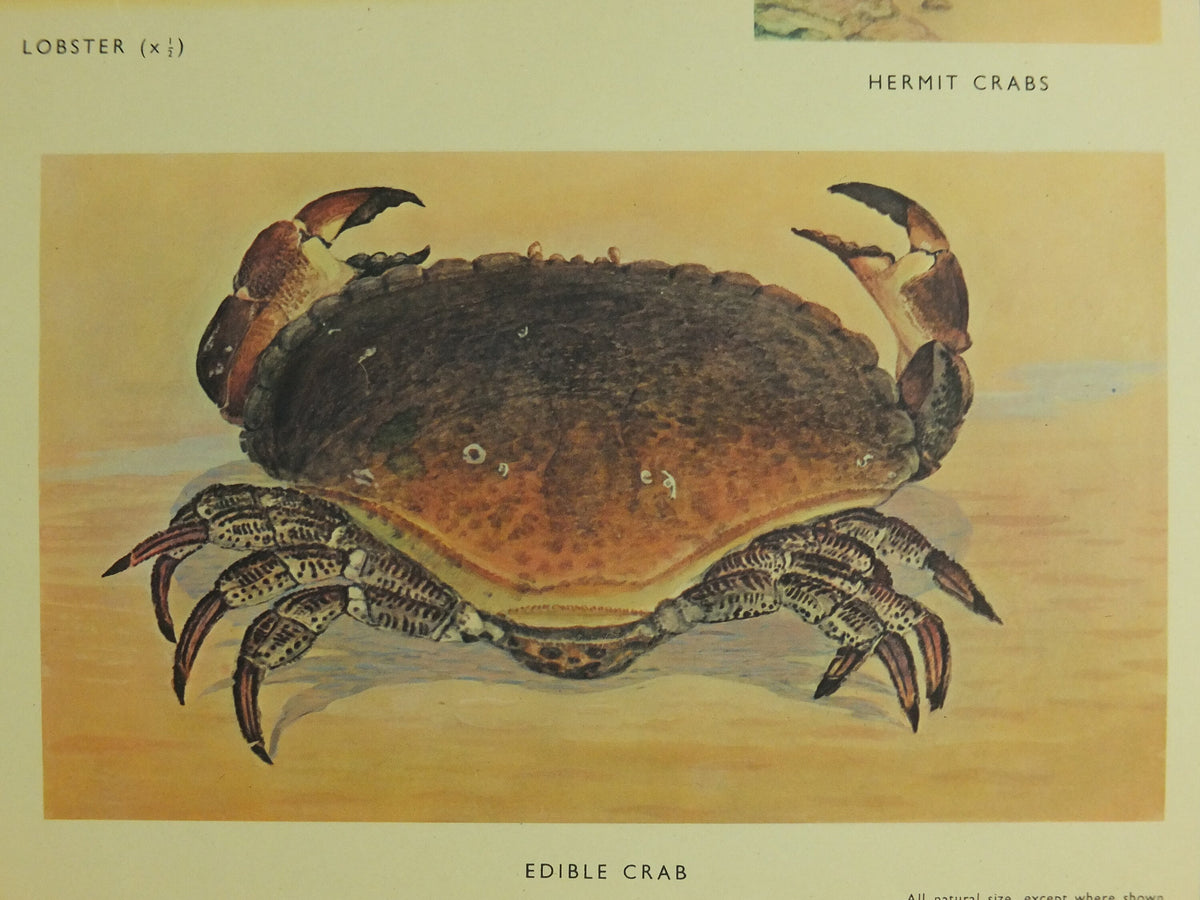 Original Vintage Macmillan Crustacea Nature Educational Poster Lobster Crab Urchin Prawn Shrimp Sandhopper print wall art Carcinology 1950s