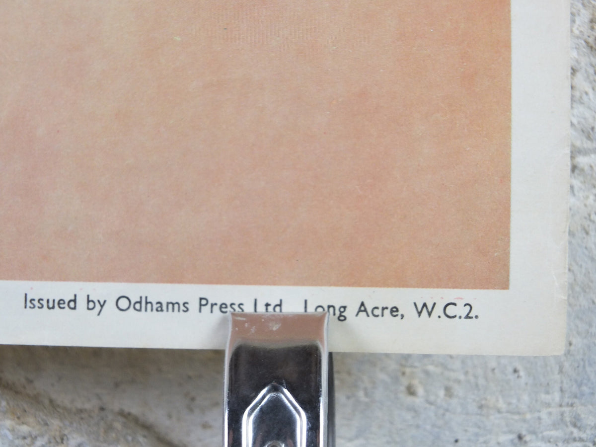 1950s Woman Newsagent Poster, weekly beauty fashion holiday fiction, magazine media print wall art retro