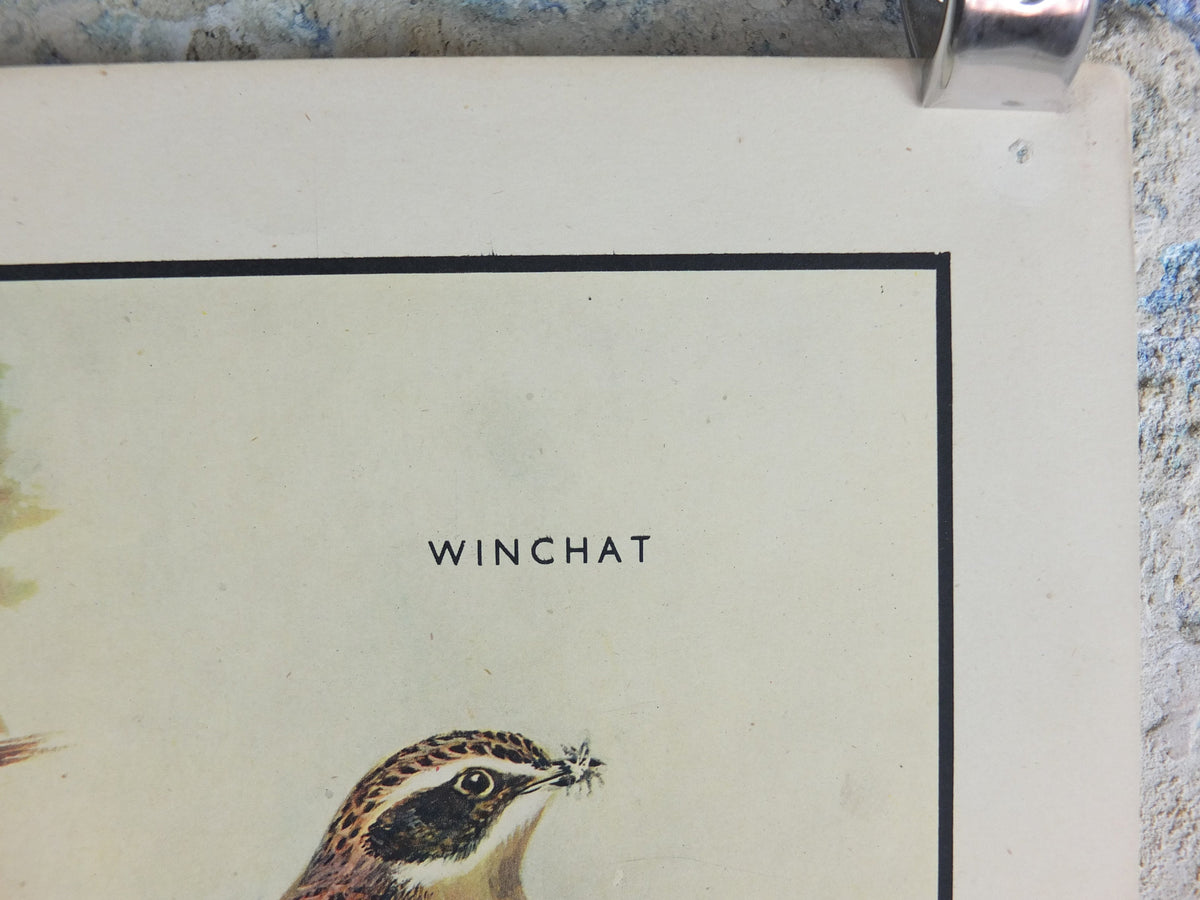 Original Vintage Macmillan Birds Nature Educational Poster Flycatcher Winchat Chiff Chaff Blackcap Warbler print wall art ornithology 1950s