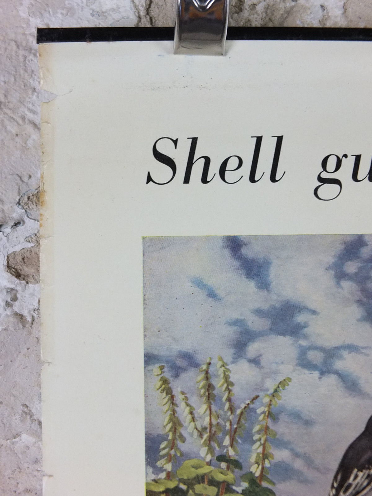 Vintage Shell Guide to Life on the Wall Poster, botanical and zoological, educational wall art by John Leigh Pemberton 1950s