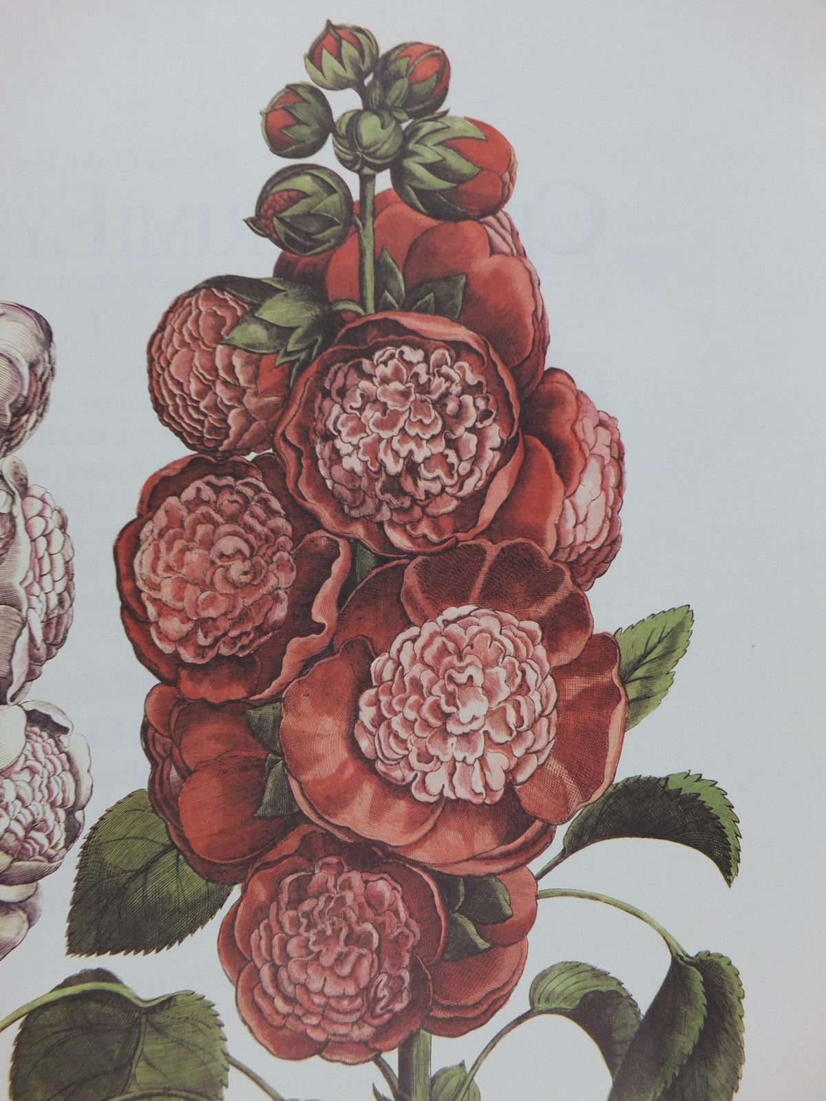 Vintage Hollyhock Poster, Malua Rosea Multiplex, Besler, Basilius. Rudolf Kosow Hortus Eystettensis, wall art retro decor 1970s reproduction