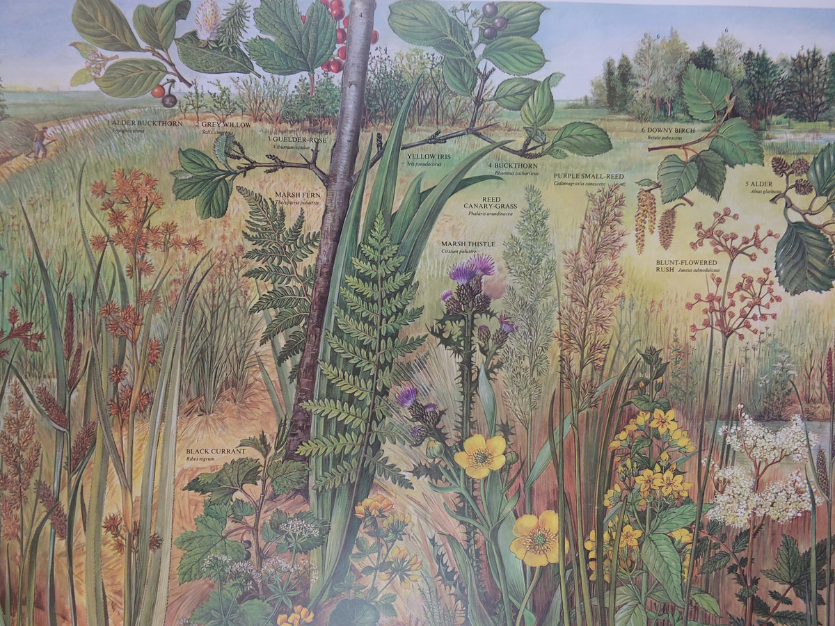 1977 British Museum Poster, Swamp by Barbara Nicholson BEM, bog, Natural History Museum, wall art decor
