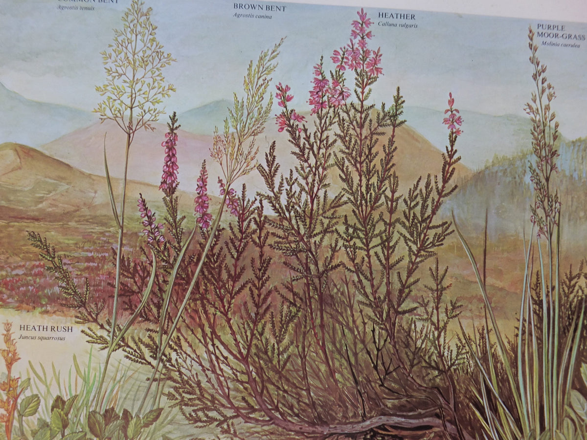 1977 British Museum Poster, Heather Moorland by Barbara Nicholson BEM, Shrubland, Natural History Museum, wall art decor