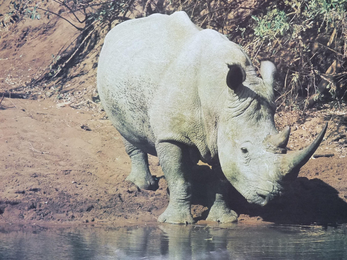 1970s White Rhino Poster, White Rhinoceros, waterhole in the African savannah, wall art decor