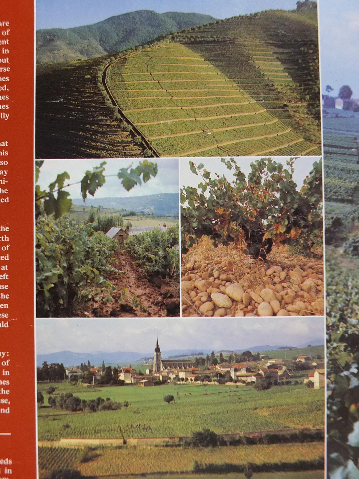 1976 All About Wine Poster, from Grants of St James, The Vineyards, The Soil, The Vine, The Viticulture, Winery, wall art decor