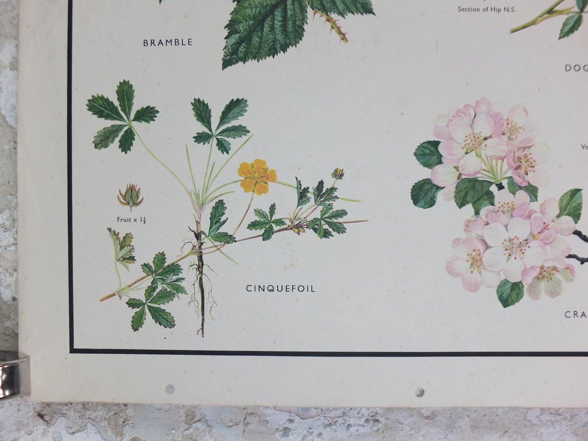 Macmillan Rose Family Poster, Dog Rose, Agrimony, Bramble, Crab Apple, Educational print wall art Nature biology botany botanical 1950s