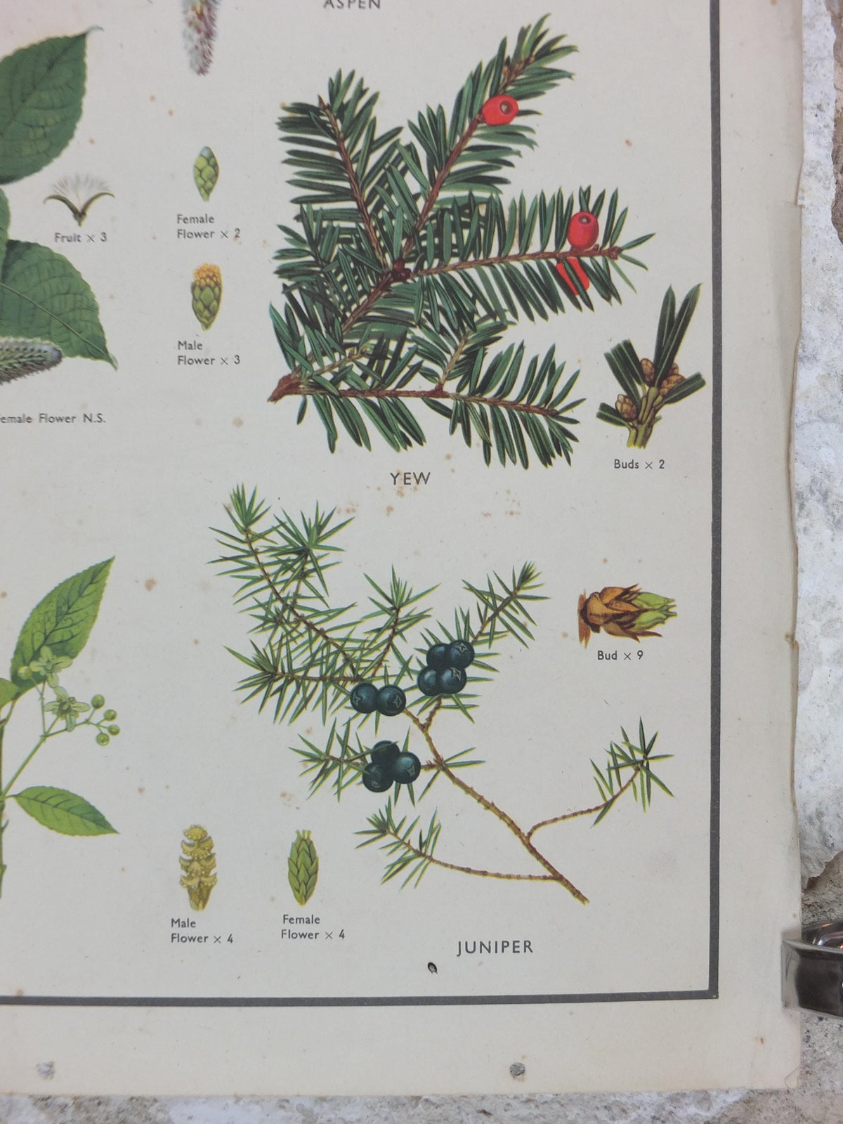 Macmillan Parts of Trees Poster, Sycamore, Yew, Pine, Aspen, Juniper, Holly, Educational, print wall art Nature botany botanical 1950s