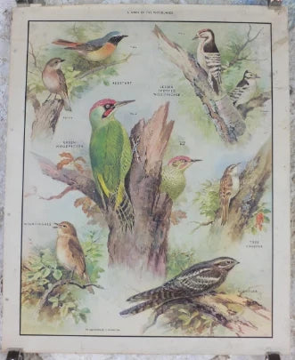 Zoological Posters