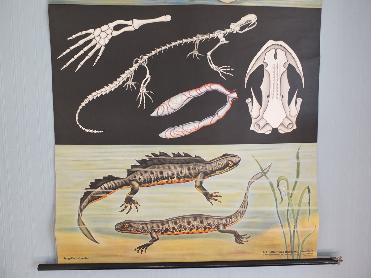 Vintage German Jung Koch Quentell anatomical wall chart Fire Salamander and Crested Newts Feuersalamander Kammolch art retro 1950s Hagemann