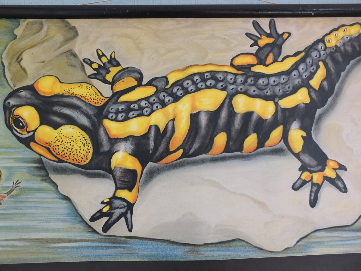 Vintage German Jung Koch Quentell anatomical wall chart Fire Salamander and Crested Newts Feuersalamander Kammolch art retro 1950s Hagemann