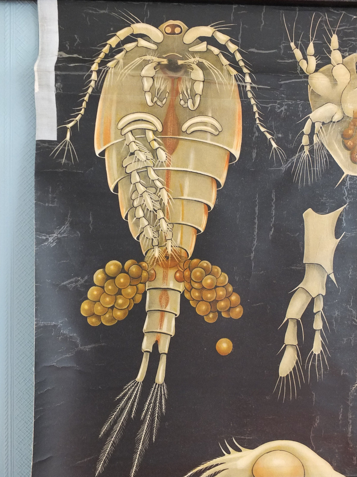 Vintage German Jung Koch Quentell wall chart Entomostraca crustacean seahorse anatomical wall art retro 1950s Hagemann