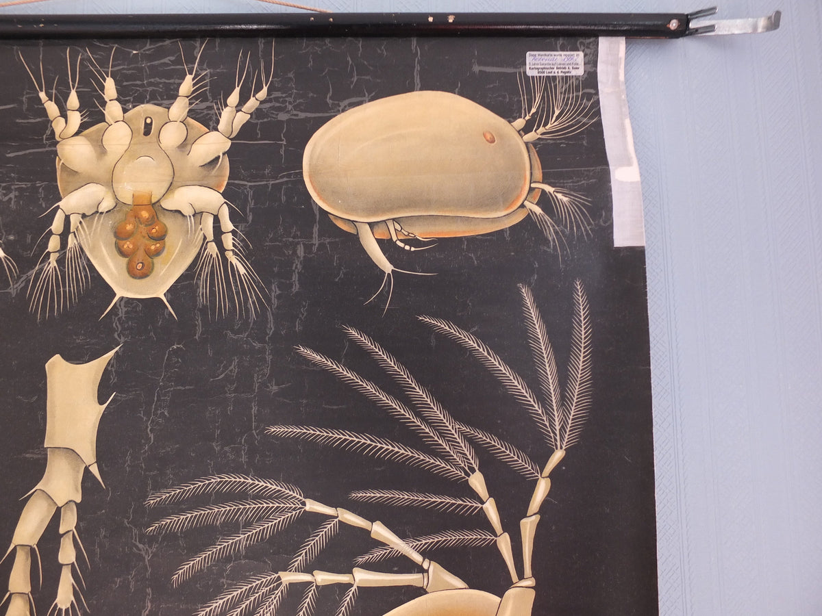 Vintage German Jung Koch Quentell wall chart Entomostraca crustacean seahorse anatomical wall art retro 1950s Hagemann