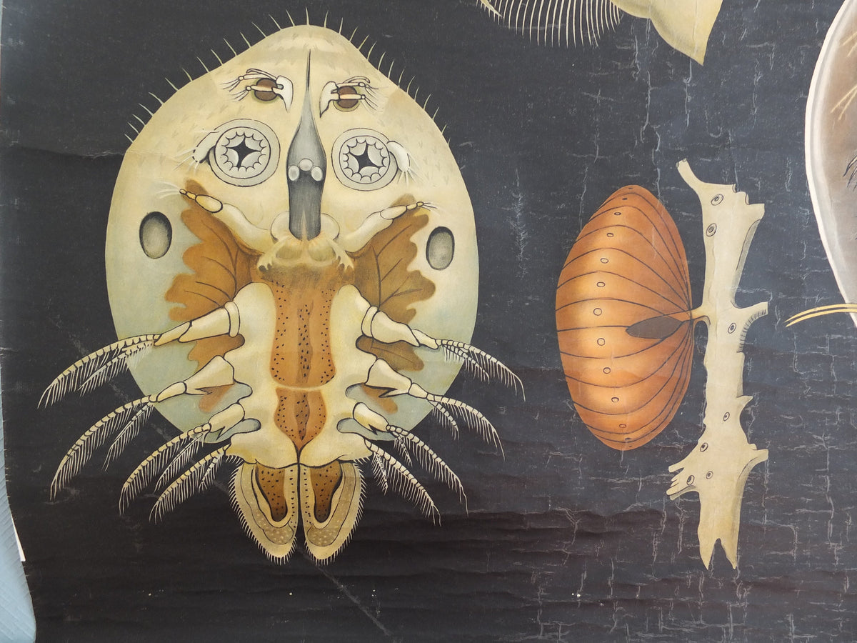 Vintage German Jung Koch Quentell wall chart Entomostraca crustacean seahorse anatomical wall art retro 1950s Hagemann