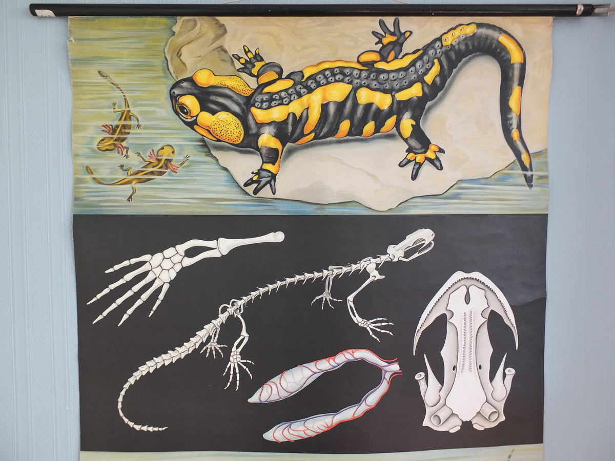 Vintage German Jung Koch Quentell anatomical wall chart Fire Salamander and Crested Newts Feuersalamander Kammolch art retro 1950s Hagemann