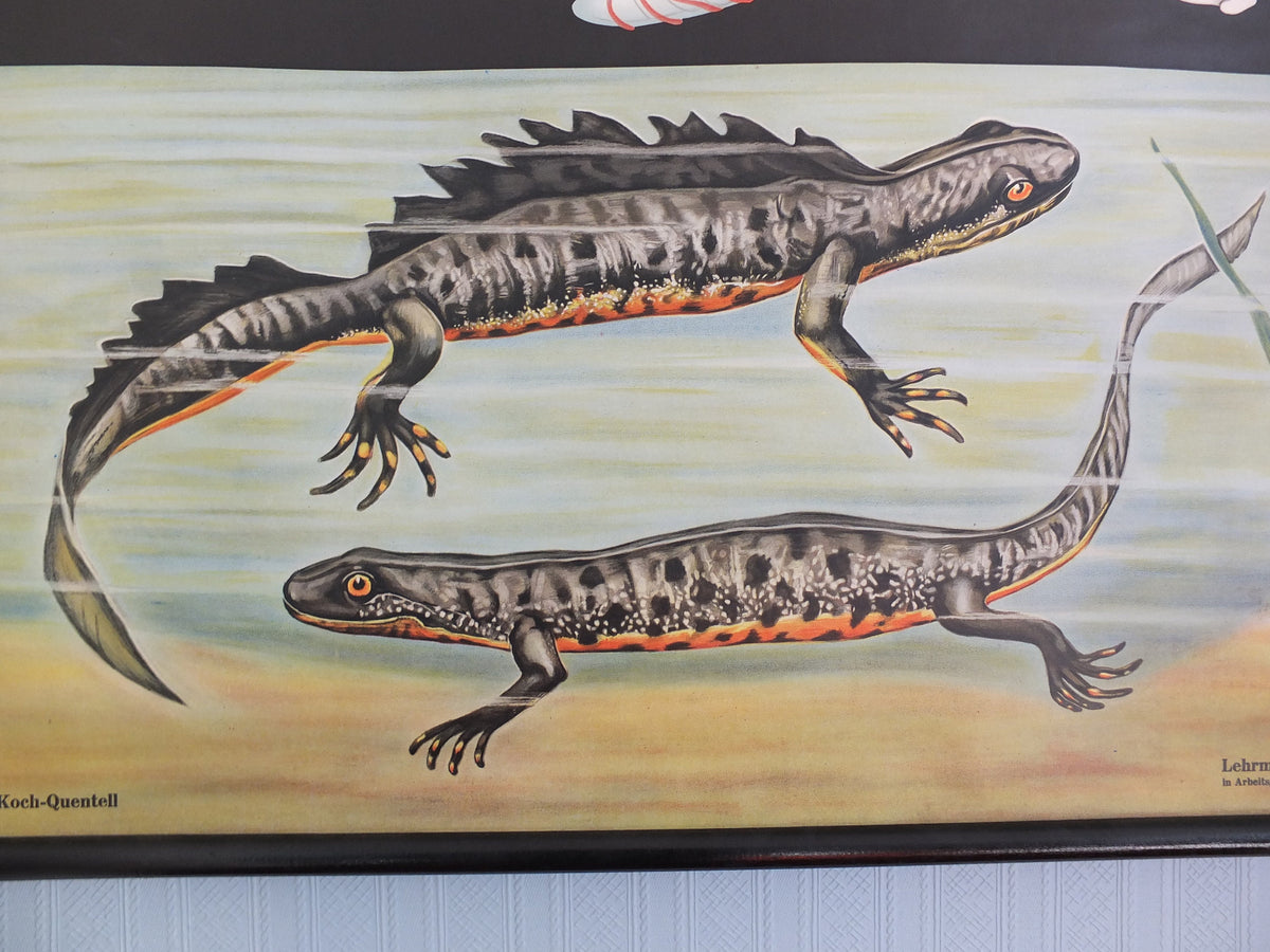 Vintage German Jung Koch Quentell anatomical wall chart Fire Salamander and Crested Newts Feuersalamander Kammolch art retro 1950s Hagemann