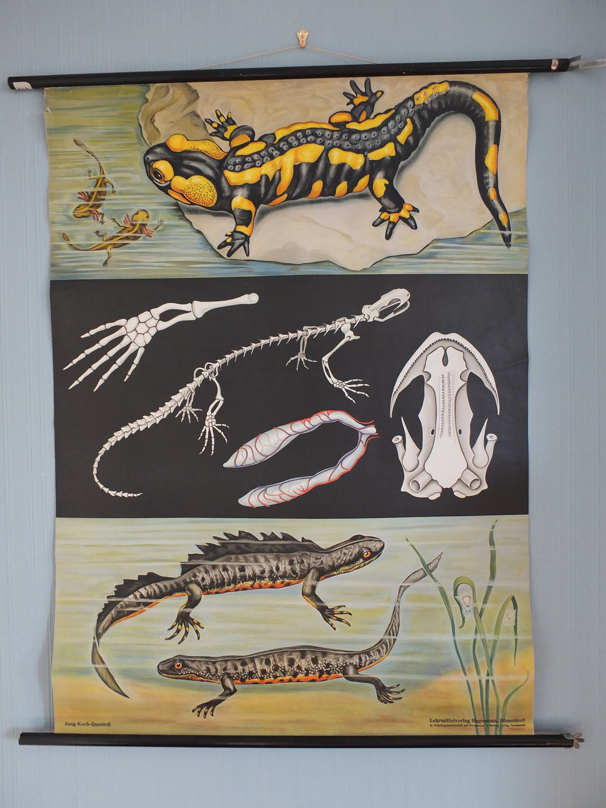 Vintage German Jung Koch Quentell anatomical wall chart Fire Salamander and Crested Newts Feuersalamander Kammolch art retro 1950s Hagemann