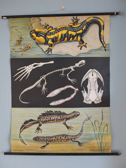 Vintage German Jung Koch Quentell anatomical wall chart Fire Salamander and Crested Newts Feuersalamander Kammolch art retro 1950s Hagemann