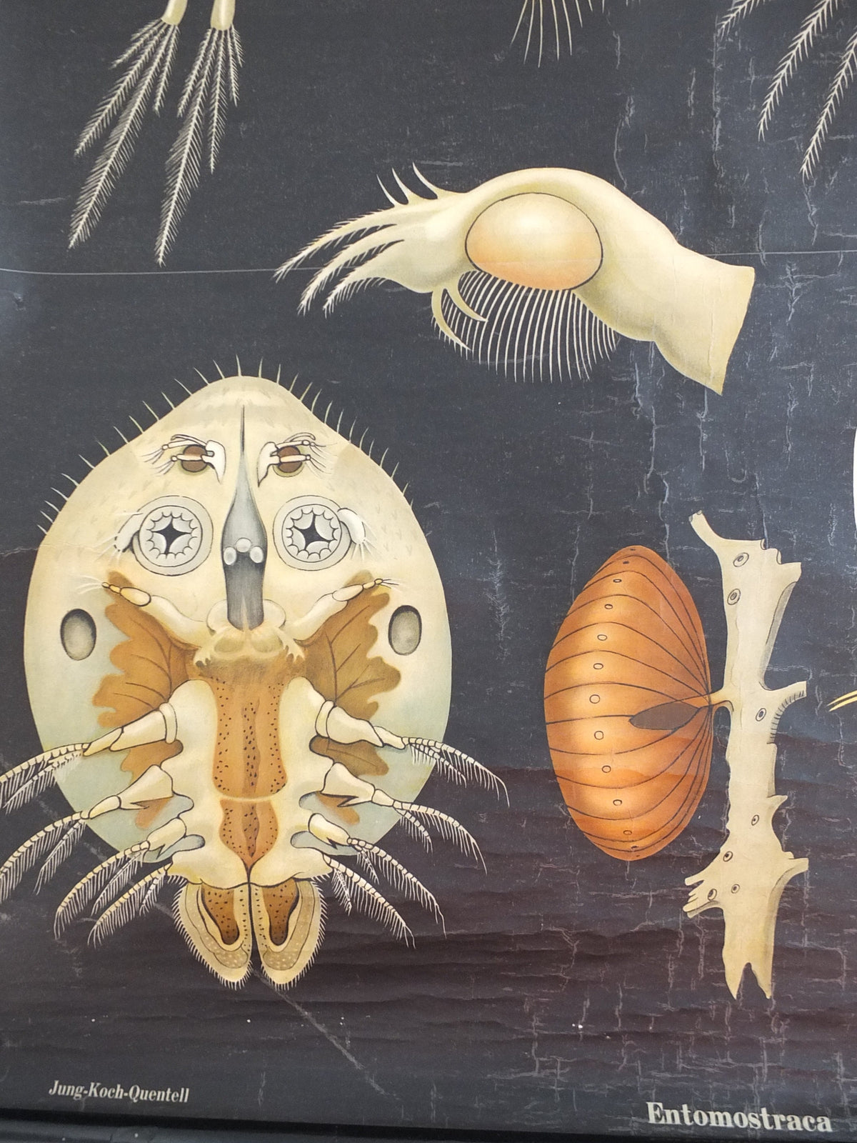 Vintage German Jung Koch Quentell wall chart Entomostraca crustacean seahorse anatomical wall art retro 1950s Hagemann