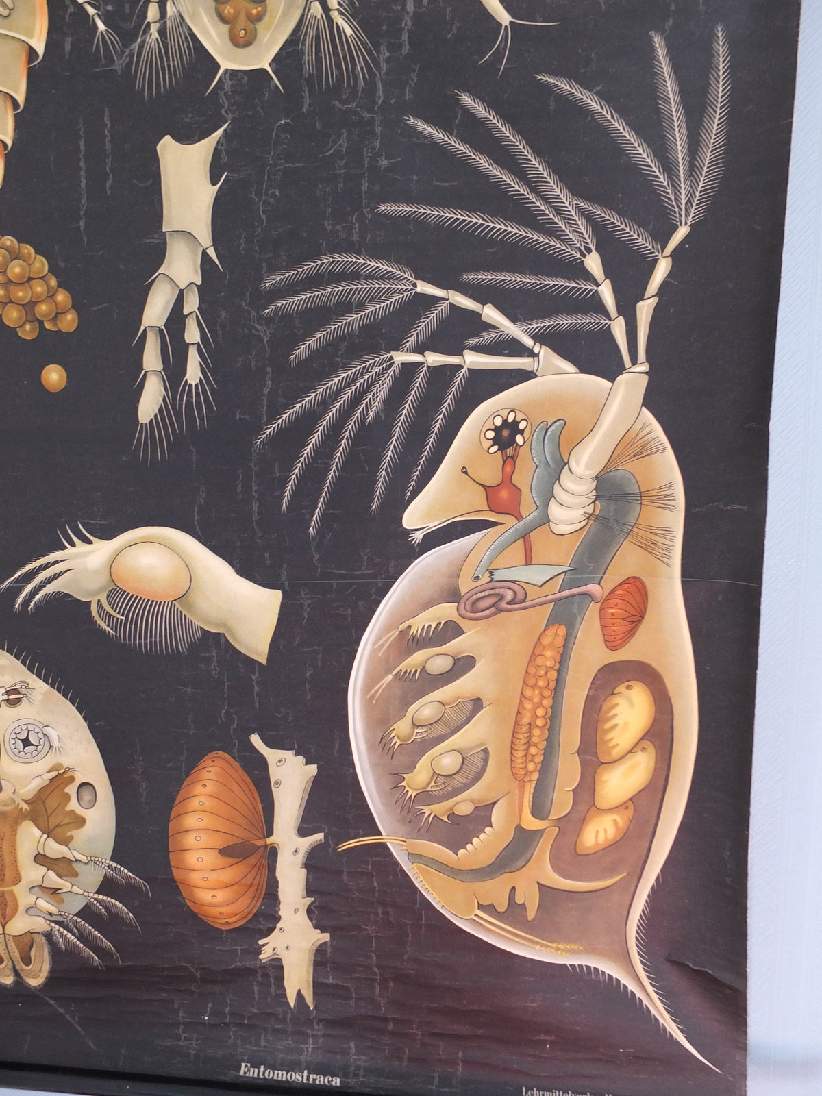 Vintage German Jung Koch Quentell wall chart Entomostraca crustacean seahorse anatomical wall art retro 1950s Hagemann