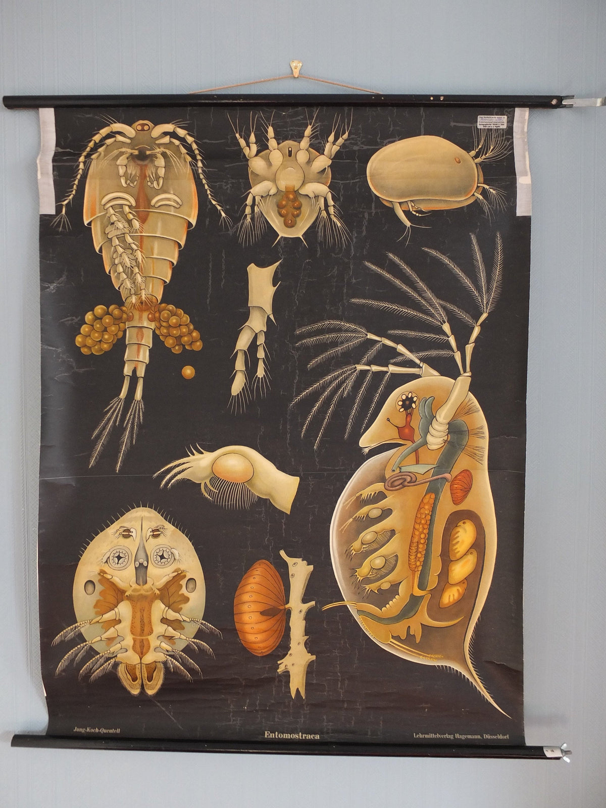 Vintage German Jung Koch Quentell wall chart Entomostraca crustacean seahorse anatomical wall art retro 1950s Hagemann
