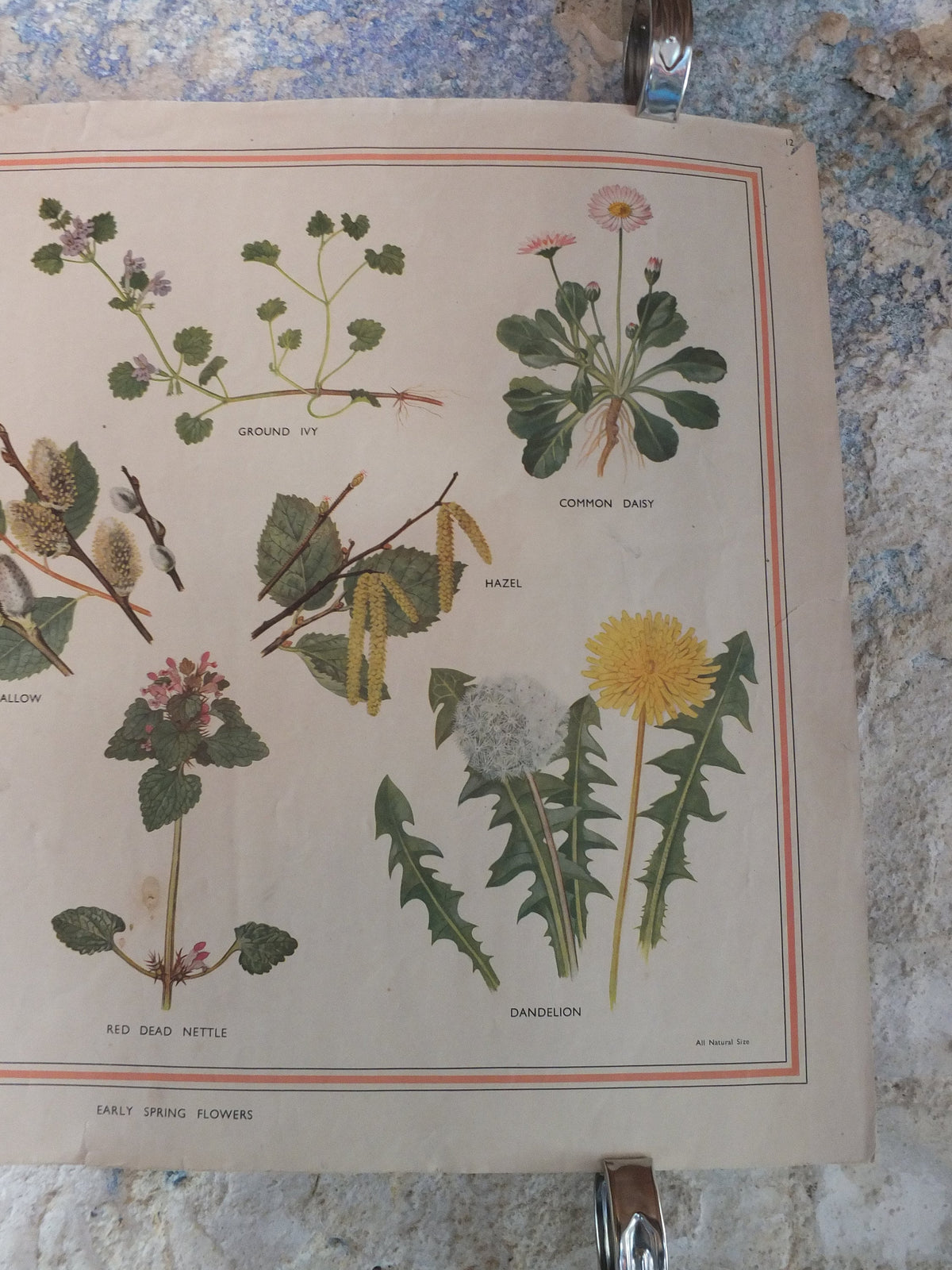 Original Vintage British Macmillan Educational Poster Early Spring flowers anemone daisy flora nature plant print wall art botanical 1950s