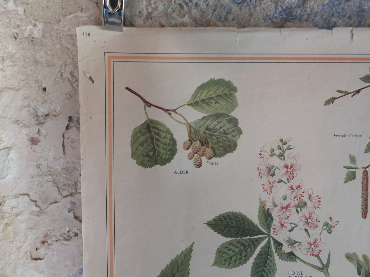 Original Vintage British Macmillan Educational Poster Parts of a Tree chestnut oak birch flora nature plant print wall art botanical 1950s