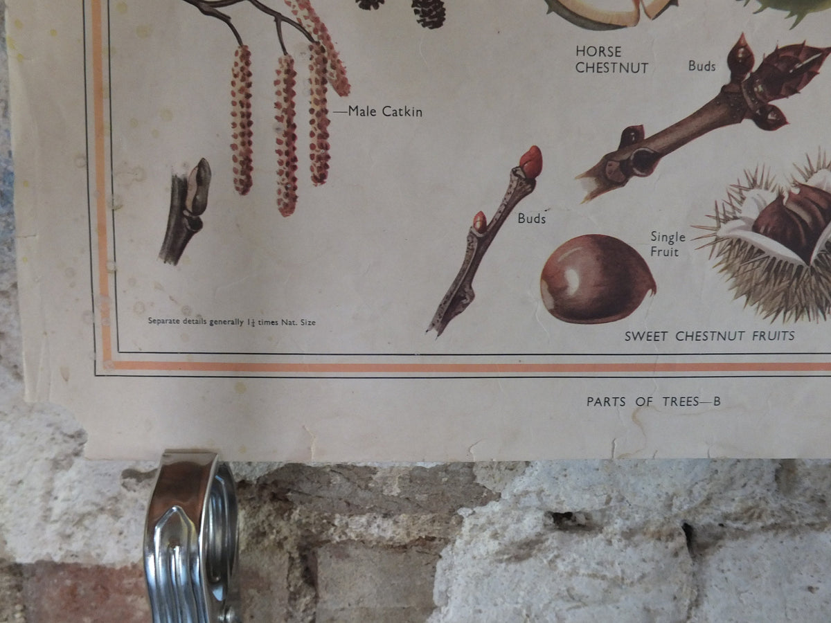Original Vintage British Macmillan Educational Poster Parts of a Tree chestnut oak birch flora nature plant print wall art botanical 1950s