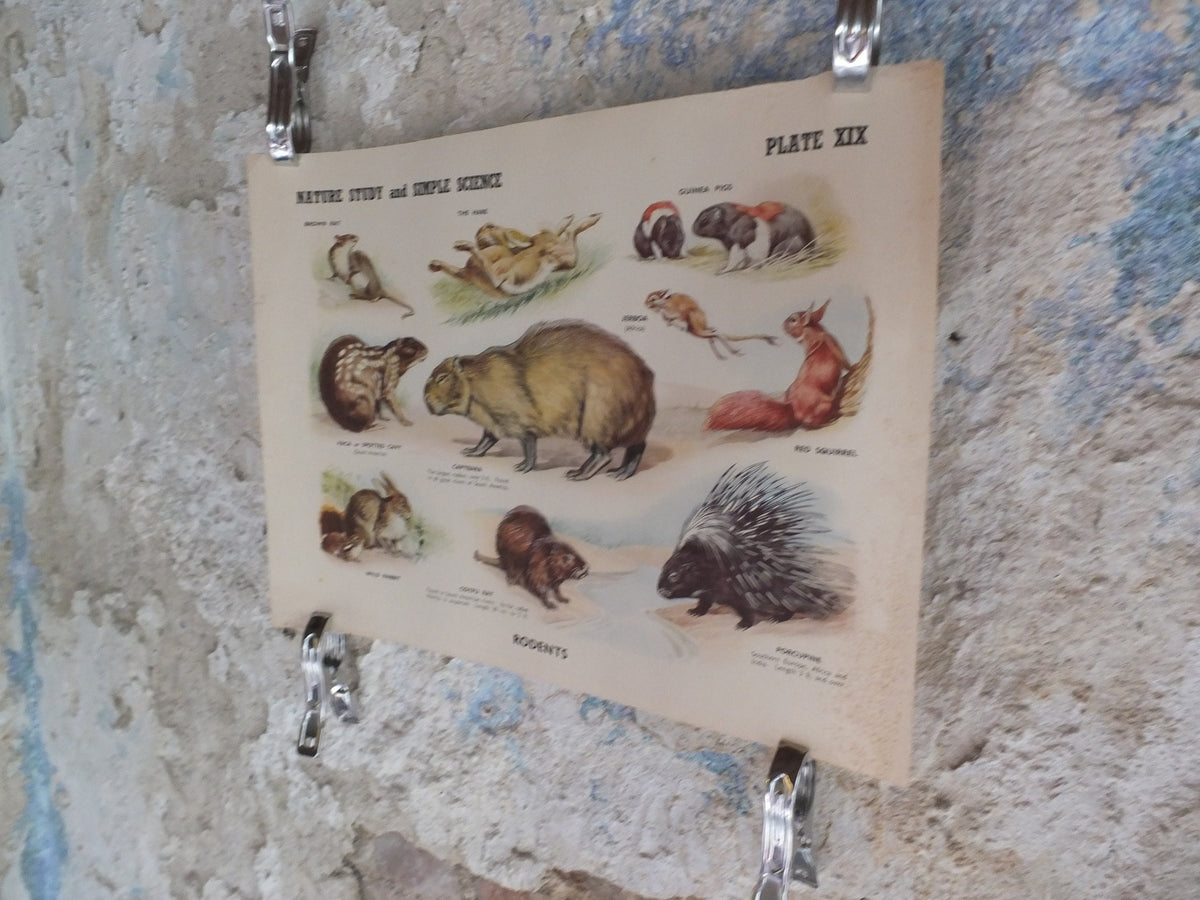 Original Vintage British Educational Poster Rodents rats mice animals flora nature porcupine rabbitprint wall art botanical 1950s