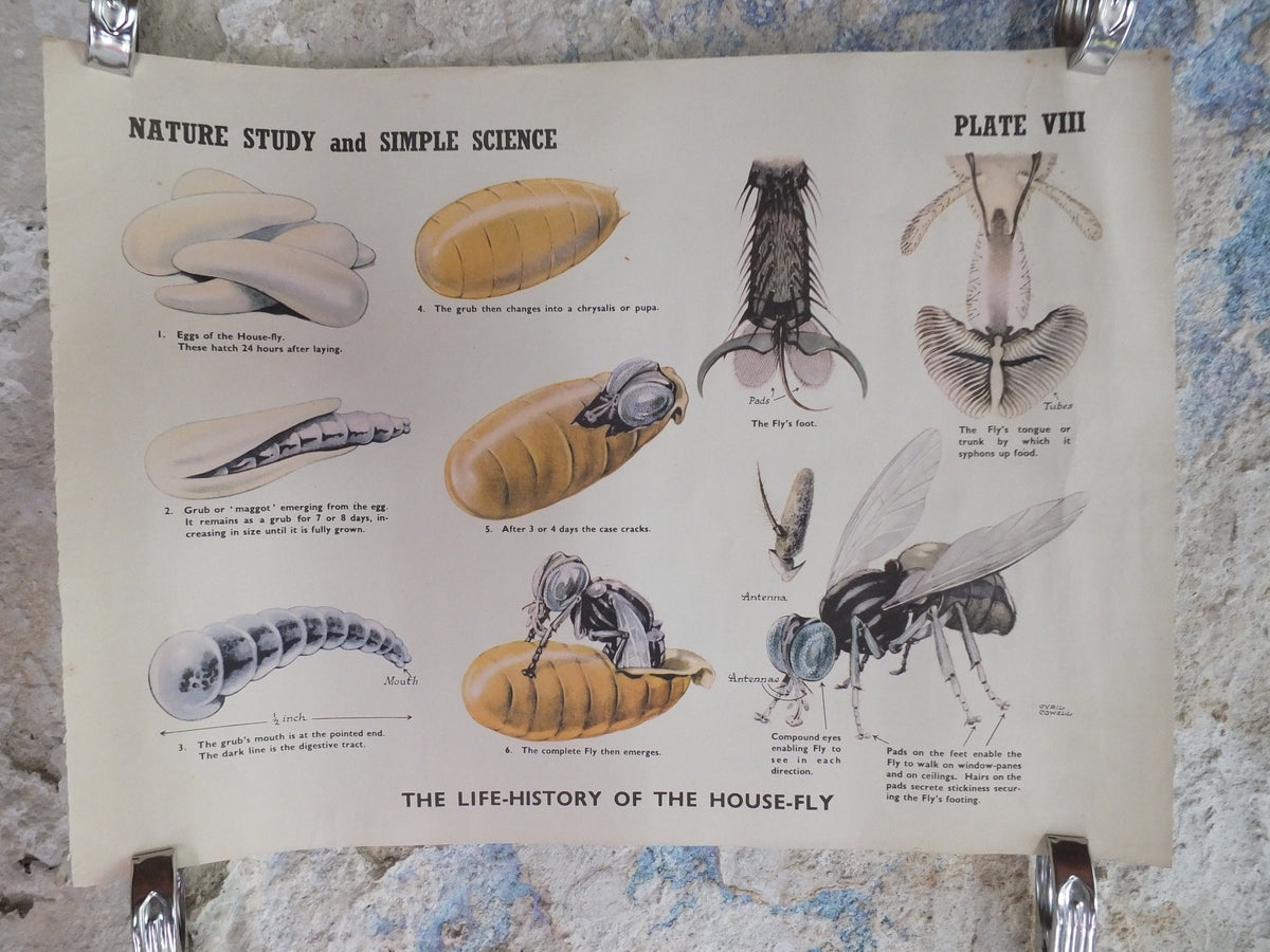 Original Vintage British Educational Poster Life History of a House Fly fauna flora nature plant print wall art botanical 1950s