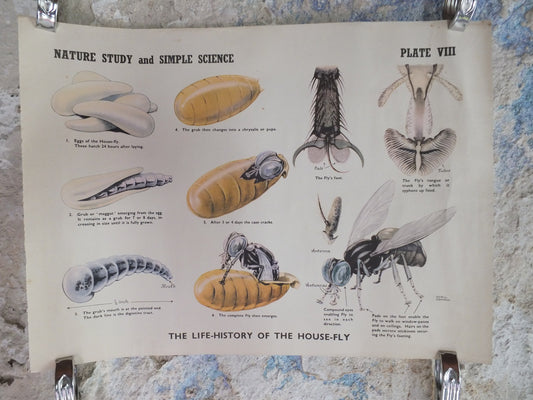 Original Vintage British Educational Poster Life History of a House Fly fauna flora nature plant print wall art botanical 1950s