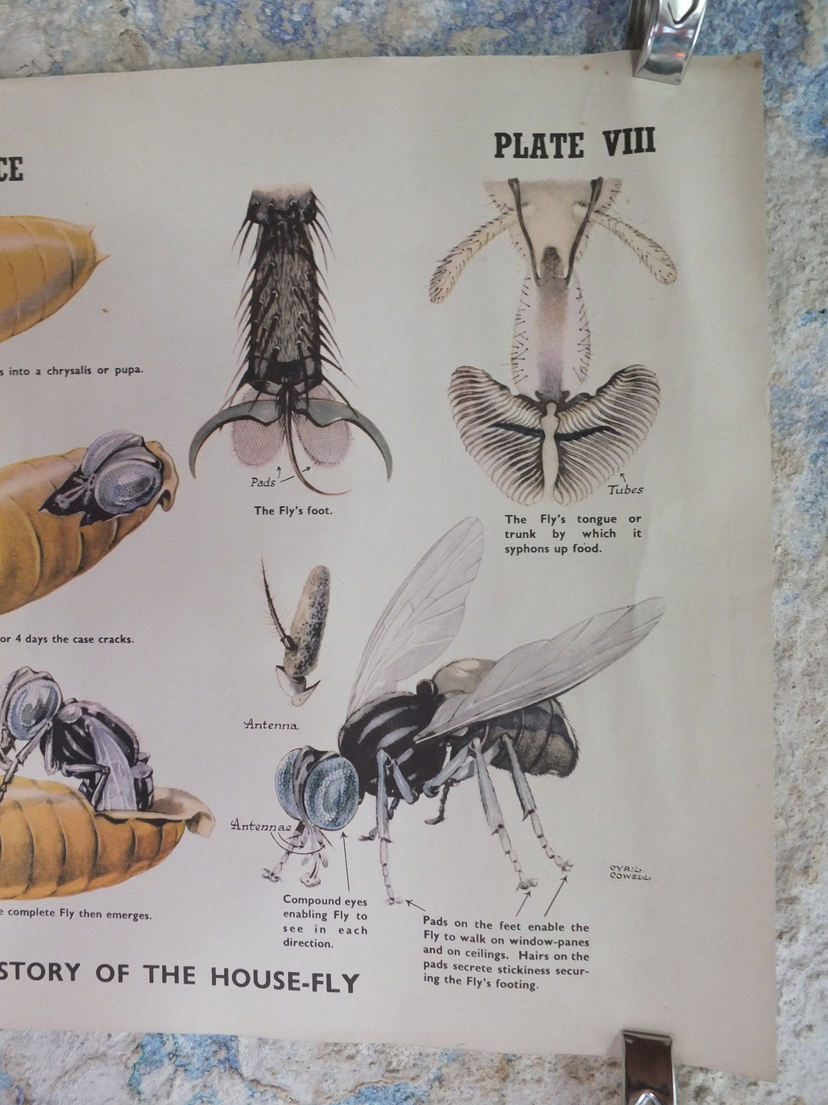 Original Vintage British Educational Poster Life History of a House Fly fauna flora nature plant print wall art botanical 1950s